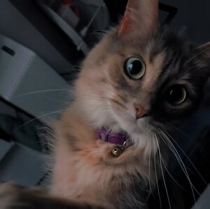 Meet your Posher, Dawn